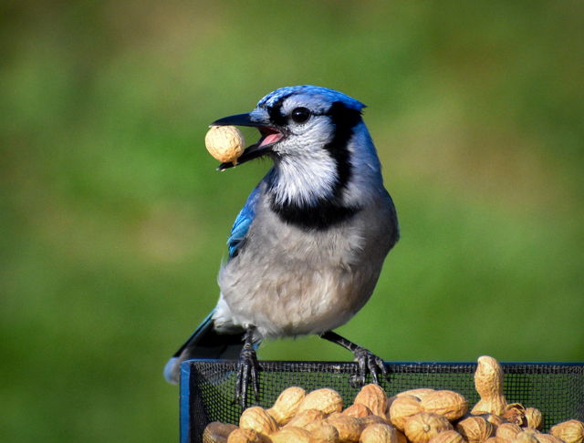 Peanut robber