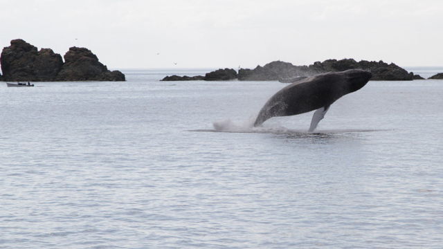 Breaching Whale