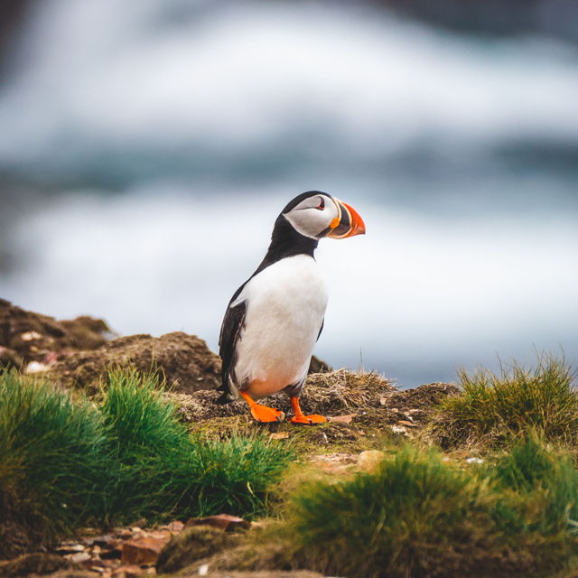 Perched