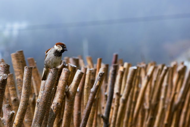 Little Bird