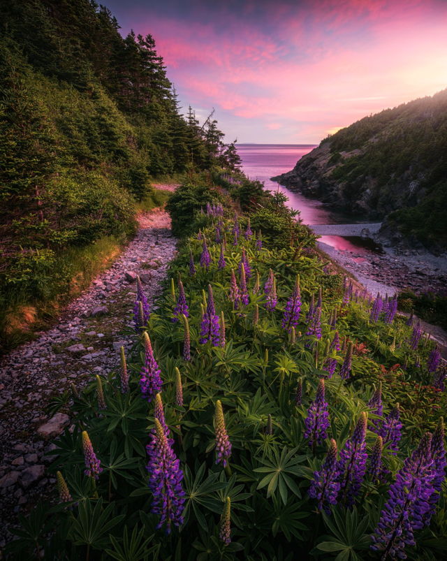 Lupins of Shoe Cove
