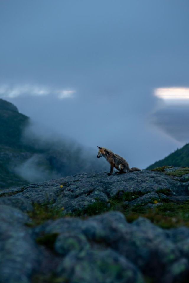Fog and the Fox