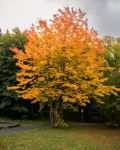 Autumn in full colour