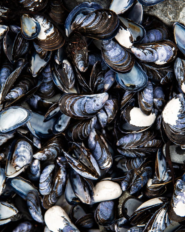 Mussels on the Beach