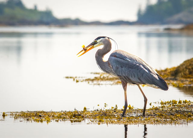 Blue Heron With Breakfast