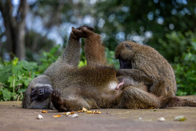 Baboon Grooming