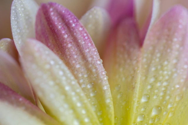 Crystal Drops