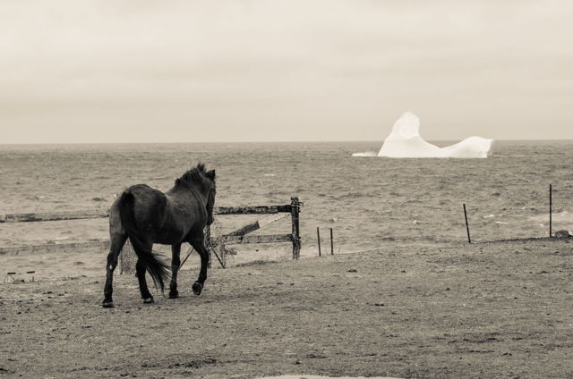 The Horse and The Iceberg