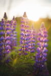 Lupins at Sunset