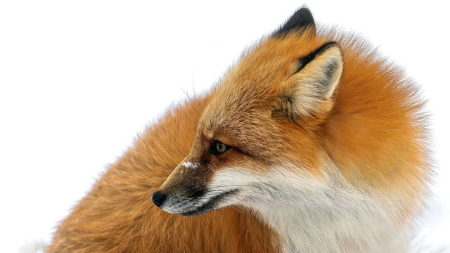 Tilting Fox 2
