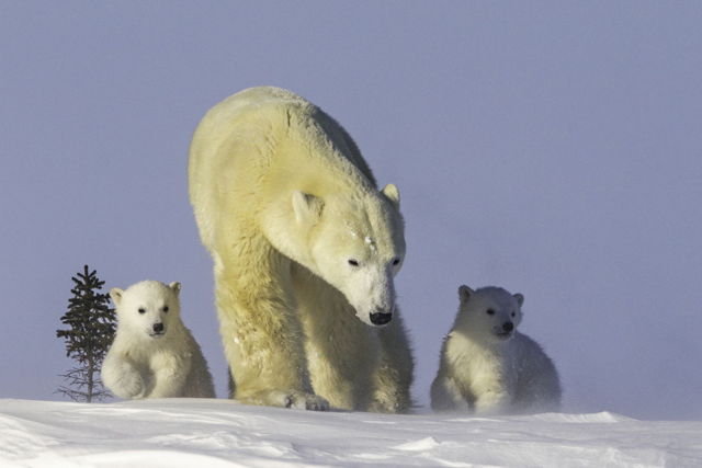 Tundra Walk