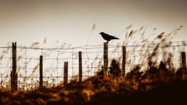 Steadfast Into the Wind