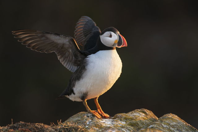 Atlantic Puffin Wing Stretch