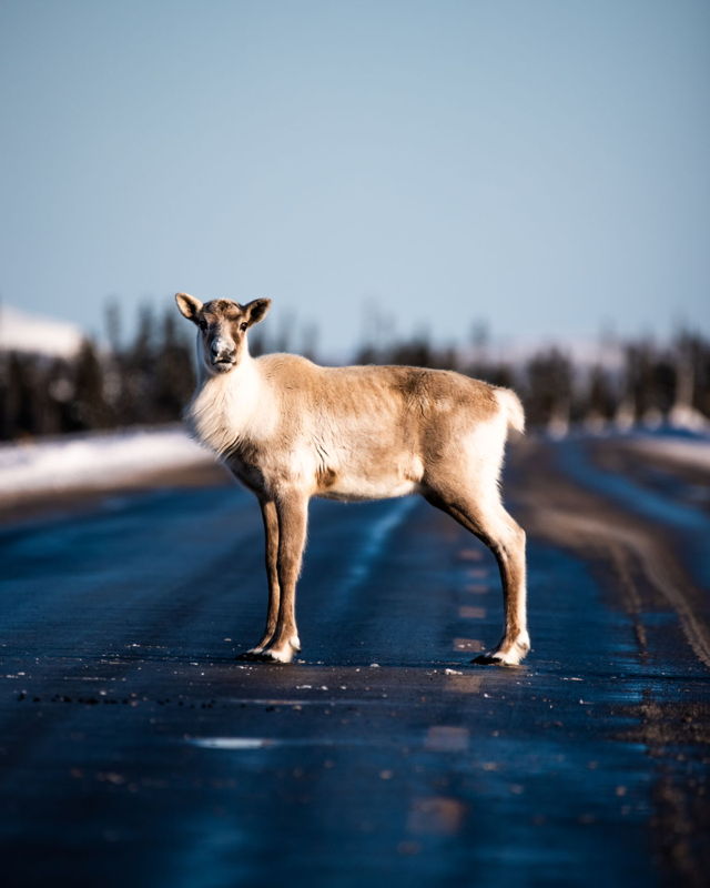 Caribou Road Block II