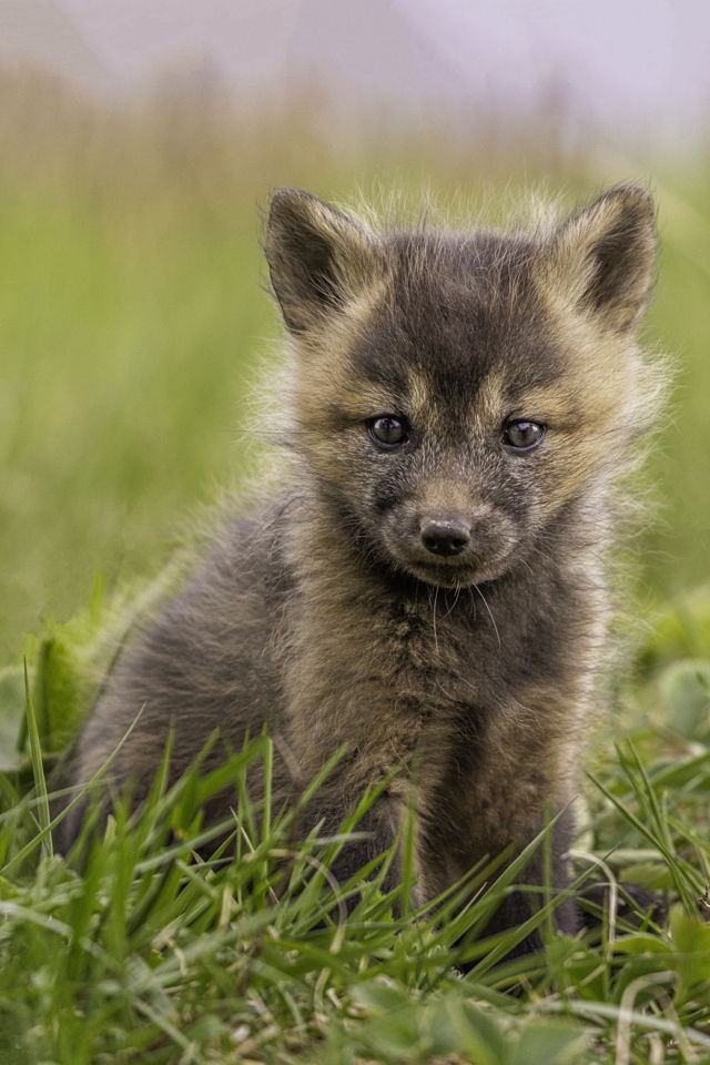 Fox Kit Portrait | Michael Winsor | ARTfunnels