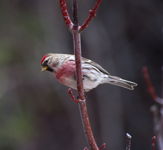 Common Redpoll