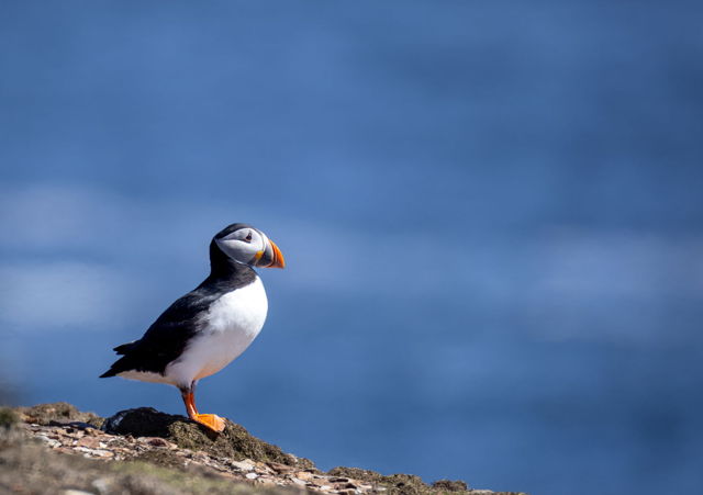 Puffin