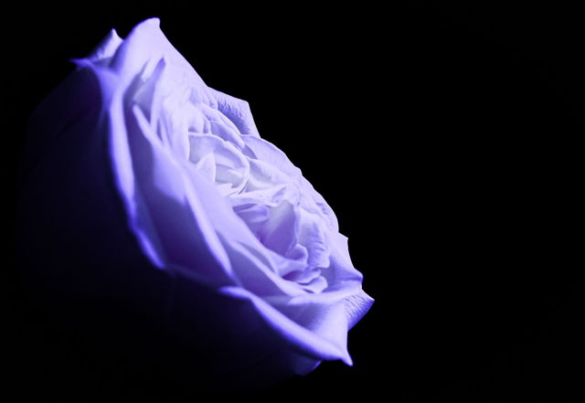 A Rose in the Morning