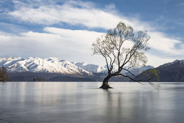 Wanaka Tree Early Morning Light